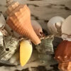 SeaShell Decorations