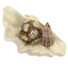 Clam Shell  (SKU: 51068)